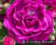 Purple Siluetta kaufen, click for more details Purple Siluetta