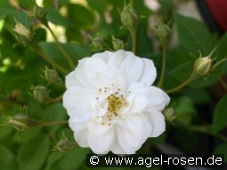Rambling Rector kaufen, click for more details Rambling Rector