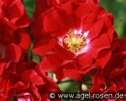 Rambling Rosie kaufen, click for more details Rambling Rosie