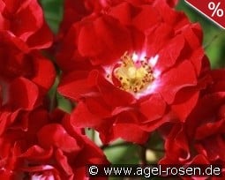 Rambling Rosie kaufen, click for more details Rambling Rosie