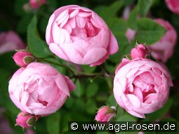 Raubritter kaufen, click for more details Raubritter