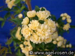 Rosa banksiae Lutea kaufen, click for more details Rosa banksiae Lutea