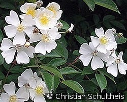 Rosa helenae kaufen, click for more details Rosa helenae