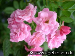 Rosendorf Steinfurth kaufen, click for more details Rosendorf Steinfurth