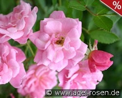 Rosendorf Steinfurth kaufen, click for more details Rosendorf Steinfurth