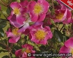 Rosenreigen kaufen, click for more details Rosenreigen