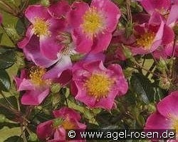 Rosenreigen kaufen, click for more details Rosenreigen