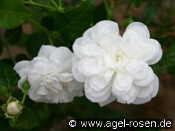 Sander's White Rambler kaufen, click for more details Sander's White Rambler