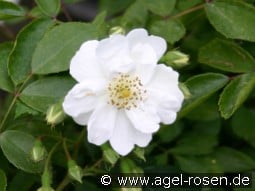 Seagull kaufen, click for more details Seagull