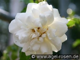 Snowflake kaufen, click for more details Snowflake