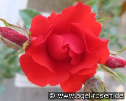 Strombergzauber kaufen, click for more details Strombergzauber