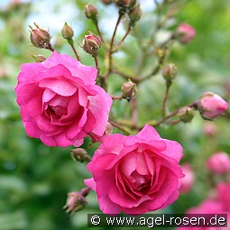 Super Dorothy kaufen, click for more details Super Dorothy