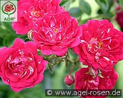 Super Excelsa kaufen, click for more details Super Excelsa