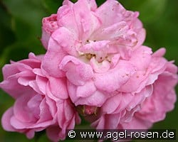 Super Fairy kaufen, click for more details Super Fairy