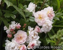 Sweet Siluetta kaufen, click for more details Sweet Siluetta