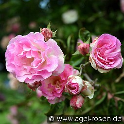 Tausendschön kaufen, click for more details Tausendschön