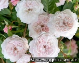 The Albrighton Rambler kaufen, click for more details The Albrighton Rambler