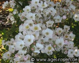 Toby Tristram kaufen, click for more details Toby Tristram