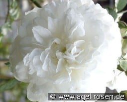 Unschuld kaufen, click for more details Unschuld