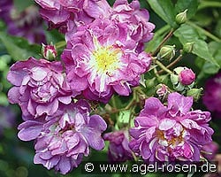 Veilchenblau kaufen, click for more details Veilchenblau