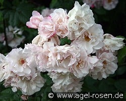 Venusta Pendula kaufen, click for more details Venusta Pendula