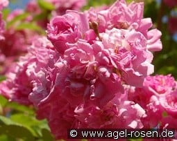 Wartburg kaufen, click for more details Wartburg