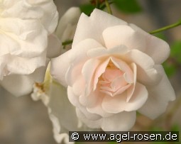 Adélaide d'Orléans kaufen, clicken für mehr Details Adélaide d'Orléans