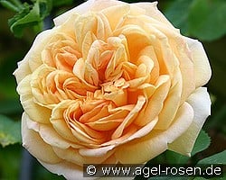 Alchymist kaufen, clicken für mehr Details Alchymist