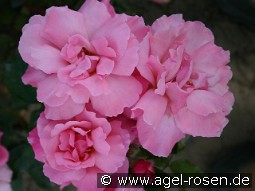 Alexandre Girault kaufen, clicken für mehr Details Alexandre Girault