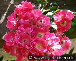 American Pillar kaufen, clicken für mehr Details American Pillar