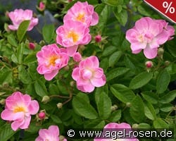 Apple Blossom kaufen, clicken für mehr Details Apple Blossom