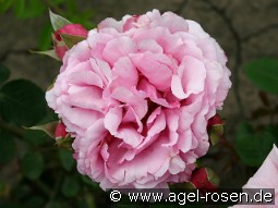 Aurelia Liffa kaufen, clicken für mehr Details Aurelia Liffa