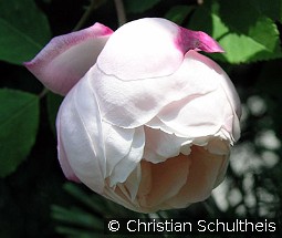 Ayrshire Queen kaufen, clicken für mehr Details Ayrshire Queen