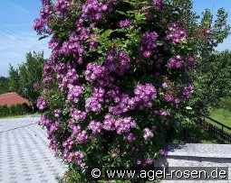 Bleu Magenta kaufen, clicken für mehr Details Bleu Magenta