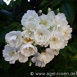 Bobbie James kaufen, clicken für mehr Details Bobbie James