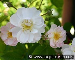 Brenda Colvin kaufen, clicken für mehr Details Brenda Colvin