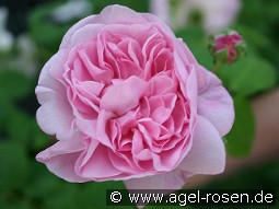 Chaplin's Pink Climber kaufen, clicken für mehr Details Chaplin's Pink Climber