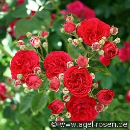 Chevy Chase kaufen, clicken für mehr Details Chevy Chase