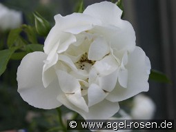 City of York kaufen, clicken für mehr Details City of York