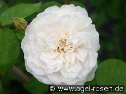 Colonial White kaufen, clicken für mehr Details Colonial White