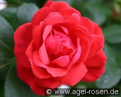 Danse du Feu kaufen, clicken für mehr Details Danse du Feu