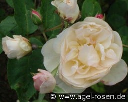 Desprez à Fleurs Jaunes kaufen, clicken für mehr Details Desprez à Fleurs Jaunes