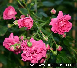 Dorothy Perkins kaufen, clicken für mehr Details Dorothy Perkins