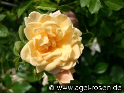 Easlea's Golden Rambler kaufen, clicken für mehr Details Easlea's Golden Rambler