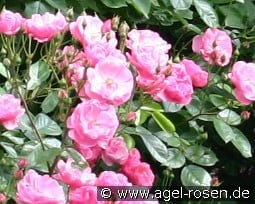 Errötung kaufen, clicken für mehr Details Errötung