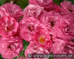 Ewald Scholle kaufen, clicken für mehr Details Ewald Scholle