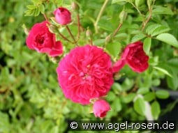 Excelsa kaufen, clicken für mehr Details Excelsa