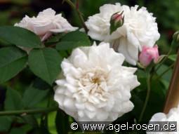 Félicité et Perpétue kaufen, clicken für mehr Details Félicité et Perpétue