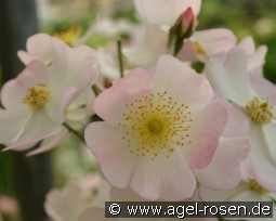 Francis E. Lester kaufen, clicken für mehr Details Francis E. Lester