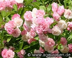 Frau Eva Schubert kaufen, clicken für mehr Details Frau Eva Schubert